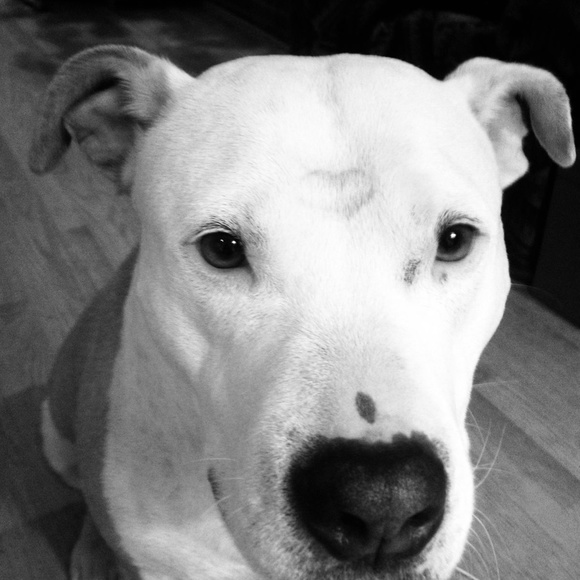 Meet your Posher, Brina - Picture 3 of 16